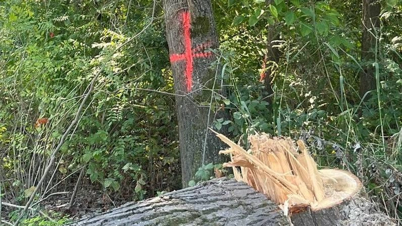 La ’strage’ degli alberi. Tagli a raffica sul Foglia: la protesta dei residenti