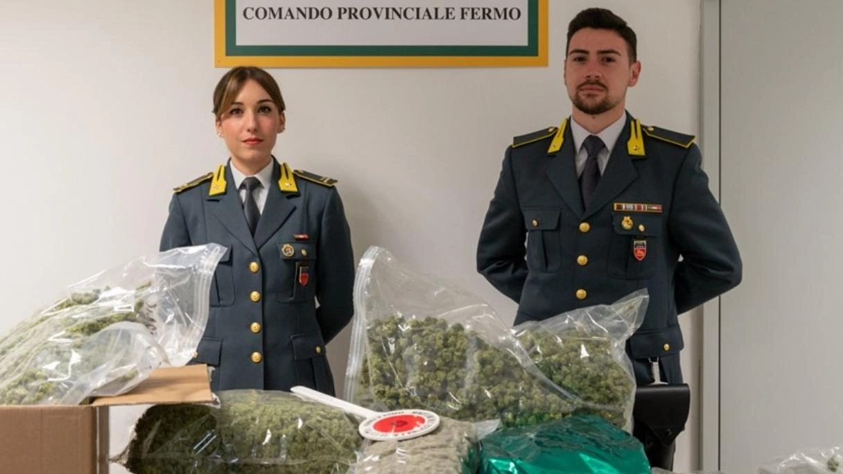 A Porto Sant'Elpidio sequestrati 49,50 chili di marijuana grazie all'intervento della Guardia di Finanza: giovane rinviato a giudizio per traffico di droga.