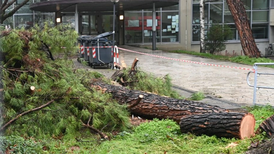Il tronco del pino crollato sulla scuola Gandino