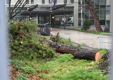 Maltempo, un grande pino crolla su una scuola media a Bologna: cosa è successo