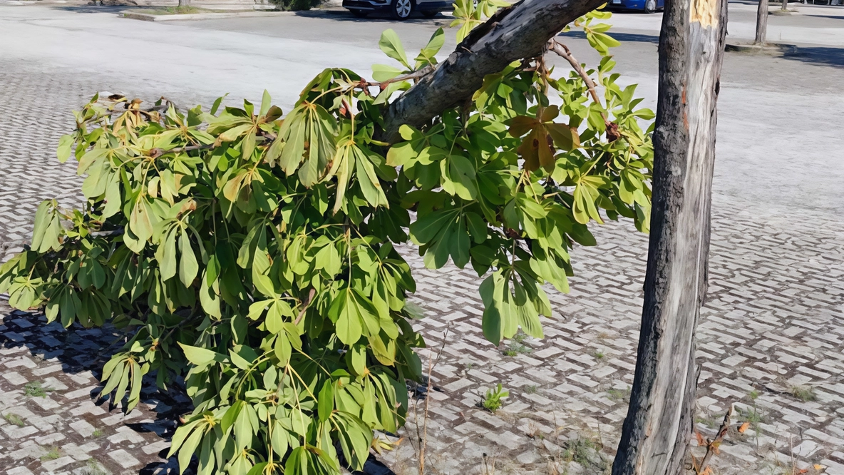 Giovani vandali devastano il parcheggio di Fanocenter, danneggiando un albero e carrelli della spesa. La zona è frequentata da balordi che agiscono indisturbati, approfittando dell'assenza di controlli e telecamere. Situazione preoccupante di degrado e inciviltà.