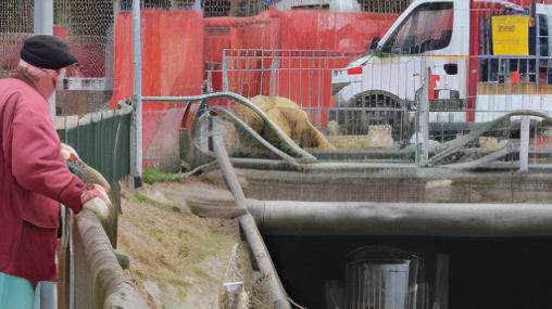 Canale di Reno in secca. Frullo osservato speciale