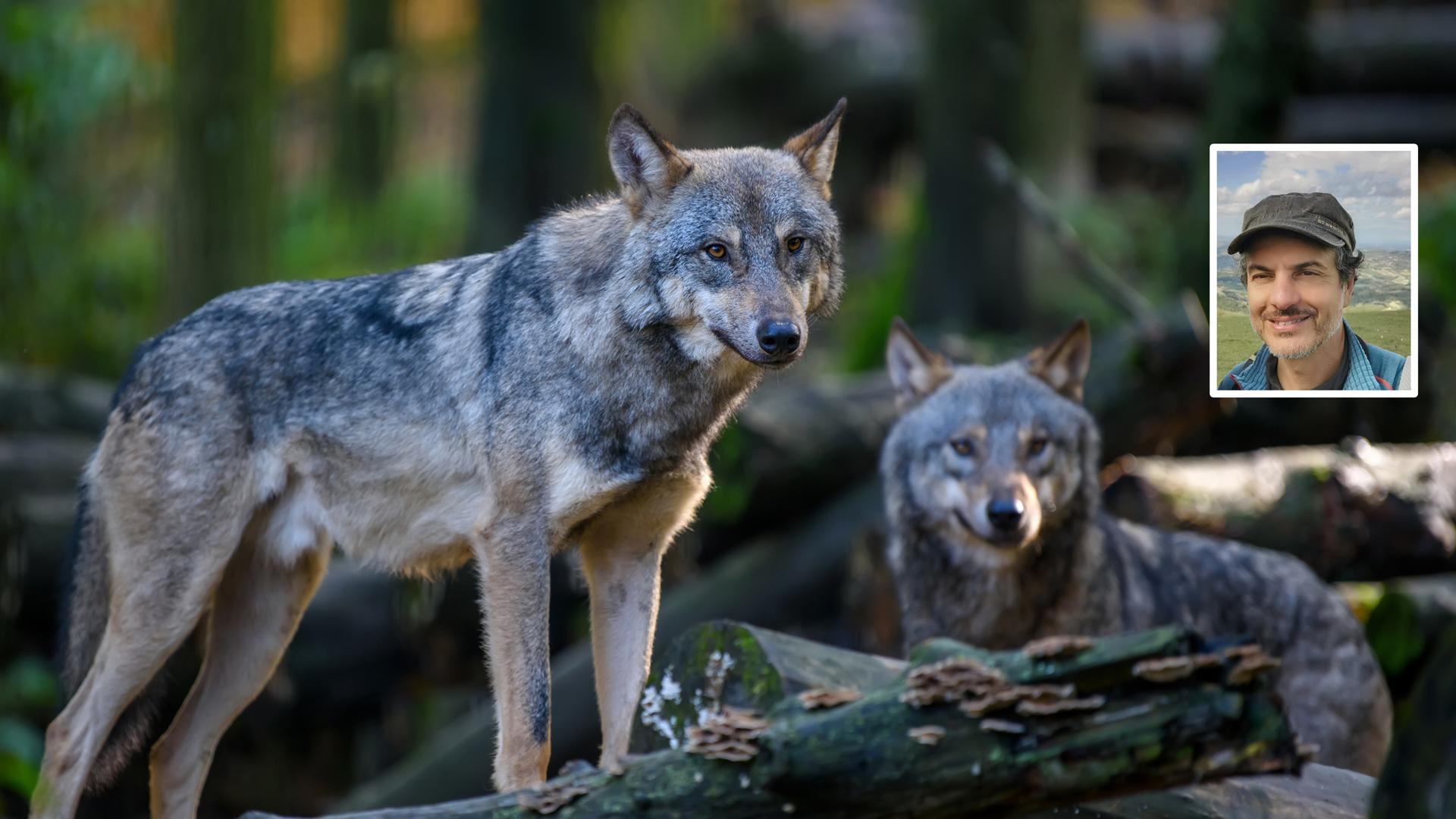 Lupi e cinghiali nei centri abitati: “Aumentano gli episodi predatori”