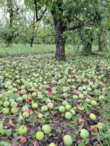 Grandine, frutteti distrutti a Forlì: “Stimiamo 80 milioni di danni”