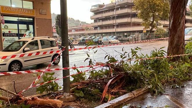 Albero abbattuto dal vento