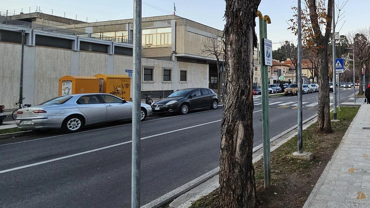 Alberi di viale Vellei