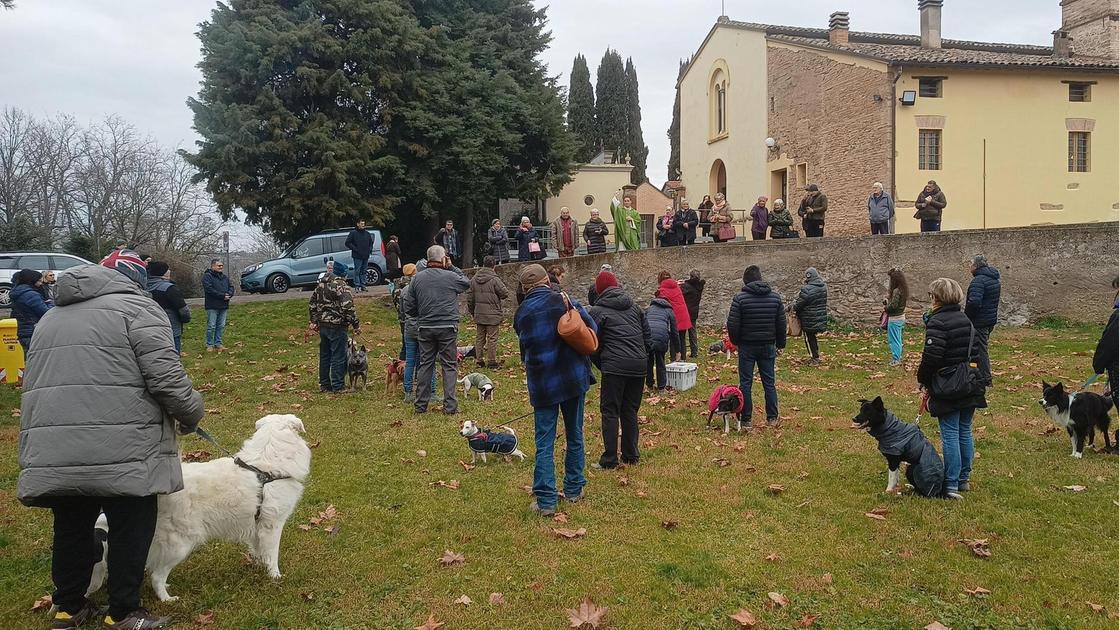 Anche qui festa grande per gli amici a quattro zampe