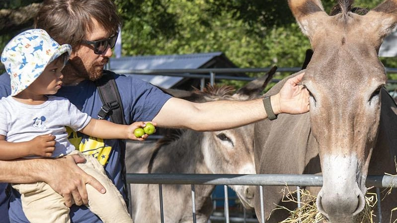 Imola, partita la Fiera agricola: buona la prima tra animali e tradizioni. Gli appuntamenti