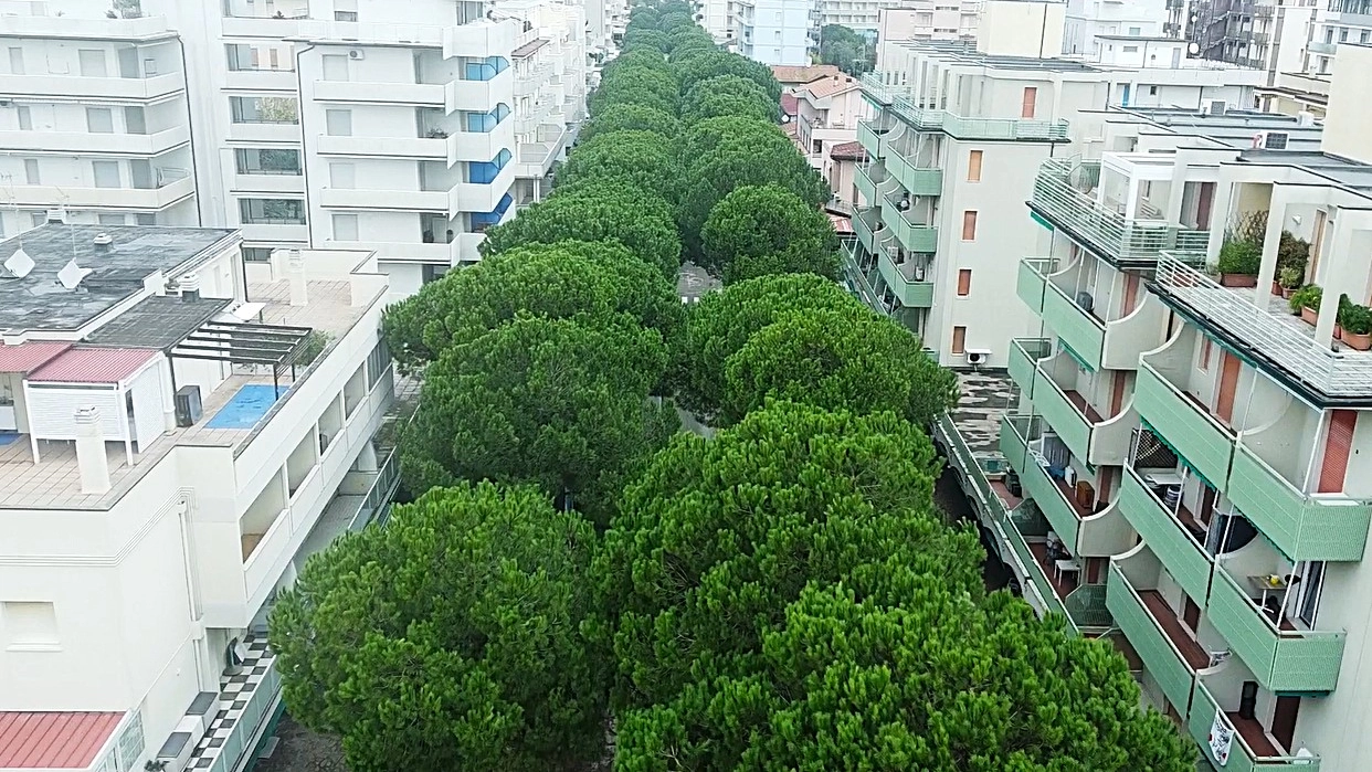 Pini in viale Romagna a Lido di Savio