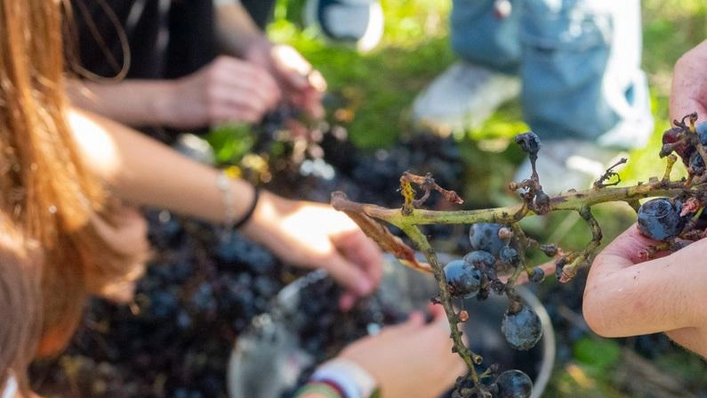 La scuola in campagna. I ragazzi irlandesi scoprono il rito della vendemmia