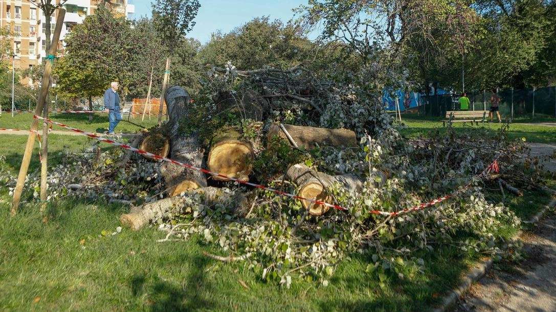 Crolla albero alle materne. Attimi di paura tra i bimbi