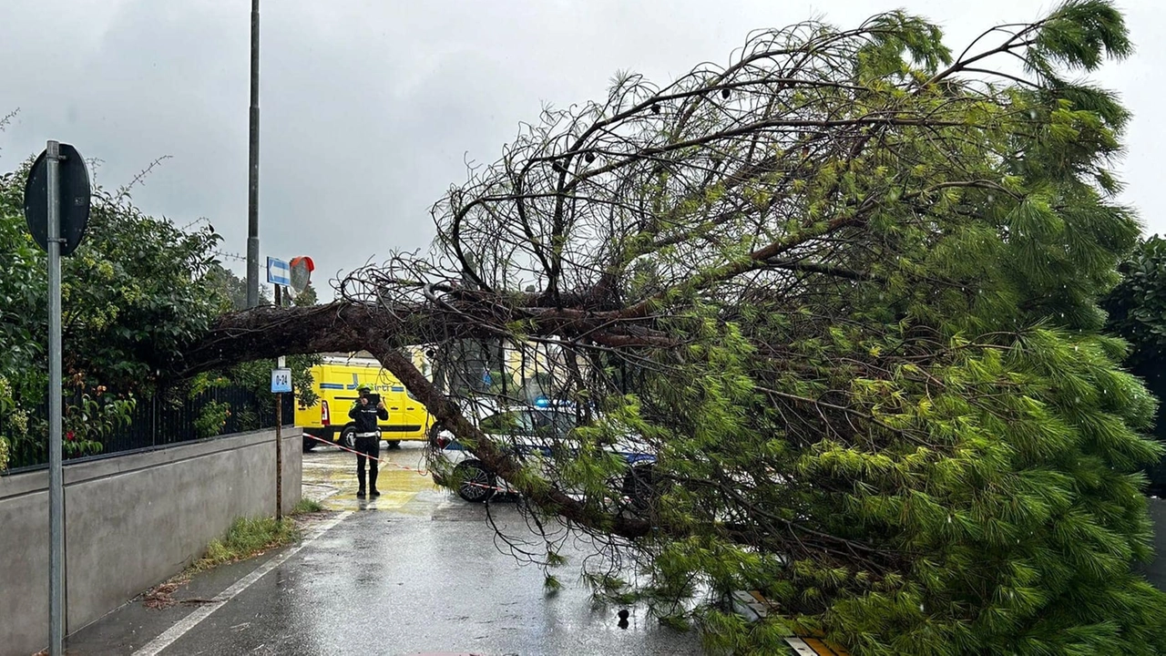 Un albero caduto in via della Paleotta