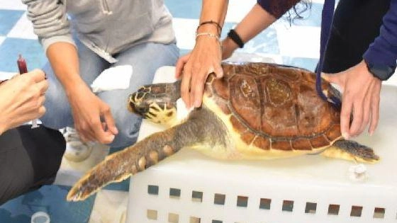 "L’Acquario fa bene a Cenere . Sarà liberata l’anno prossimo"