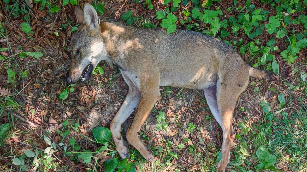 La lupa trovata morta sull’Appennino reggiano: qualcuno le ha sparato. Indagano i carabinieri forestali