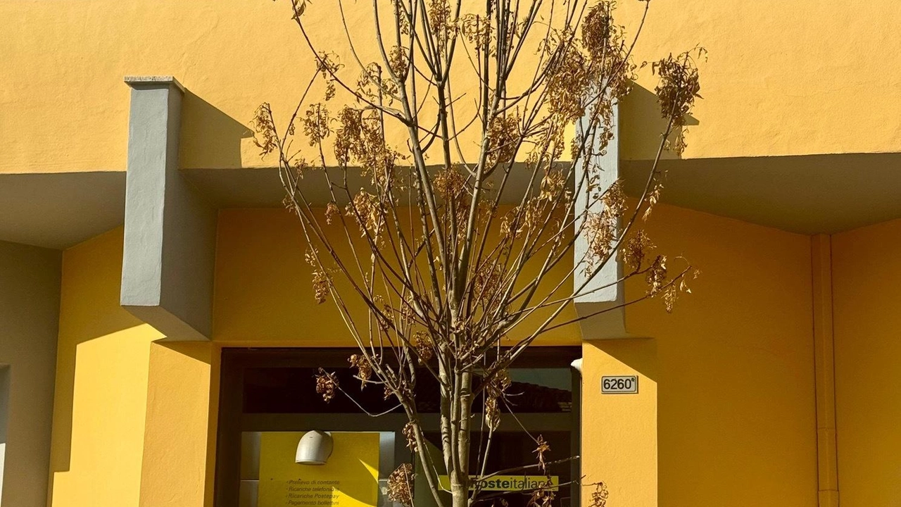 Uno degli alberi che si sono seccati nel parcheggio delle poste di Osteria Grande, che negli intenti doveva divenire un ‘salotto urbano’