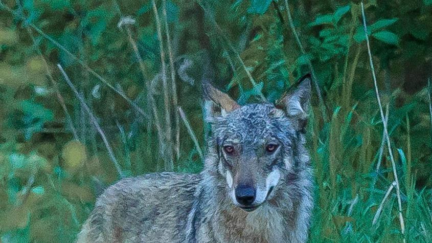 Lupi a spasso tra i campi. Cresce l’allarme tra i cittadini