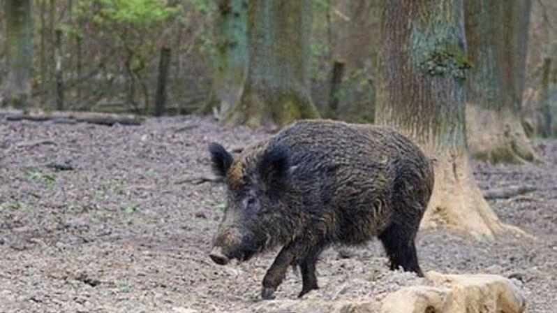 Fioccano le proteste nella nostra zona per chiedere l’intensificazione di piani straordinari per il contenimento della fauna selvatica.