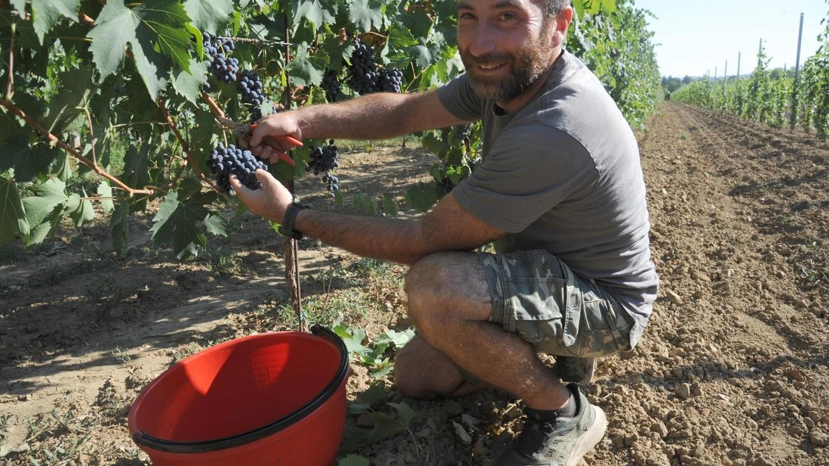 Vendemmia già partita. Tanto caldo e piogge, le uve sono mature: "Un super anticipo"