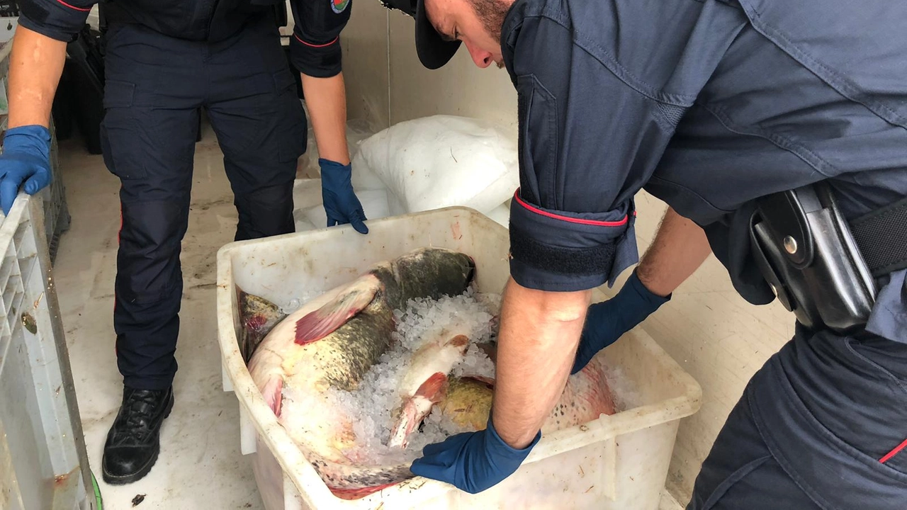 I carabinieri durante il fermo dei due rumeni e il pesce sequestrato