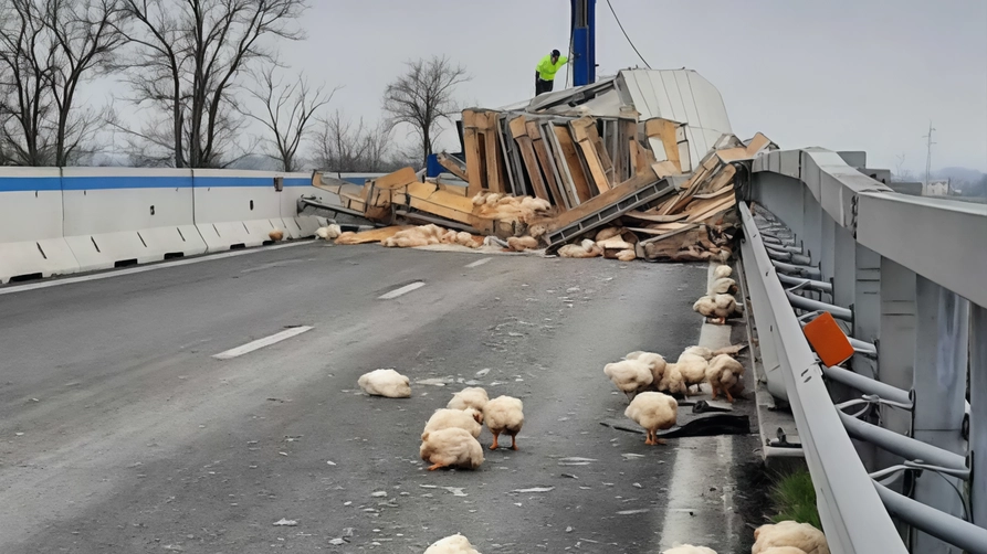 Alcuni polli morti nell’incidente