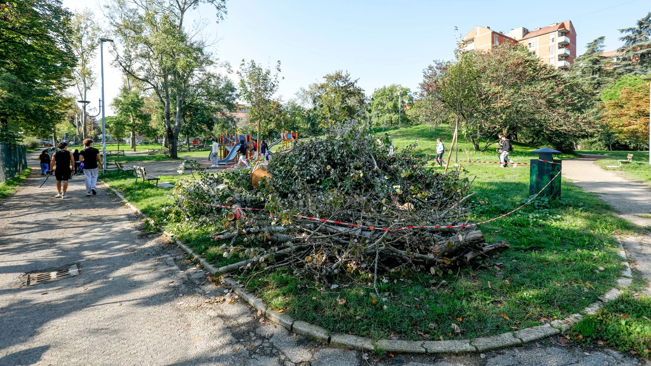 Il pioppo grigio era lungo 18 metri