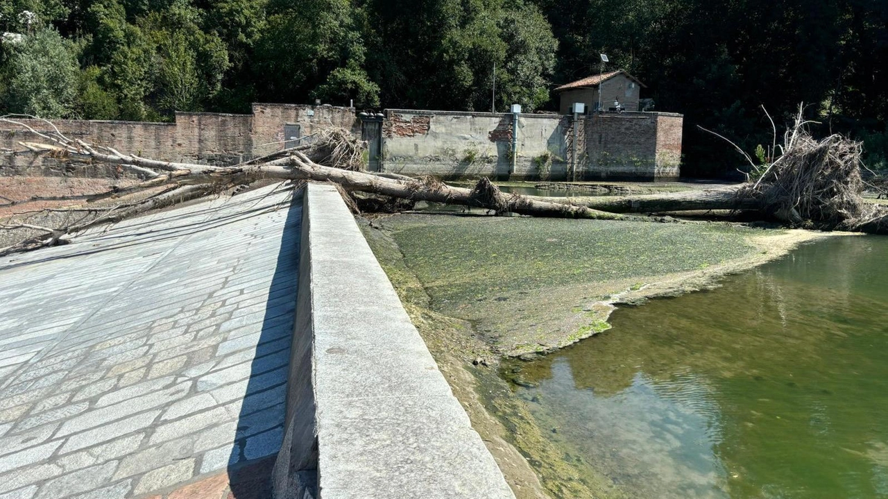 Gli alberi posizionati da un paio di mesi sulla Chiusa di Casalecchio di Reno