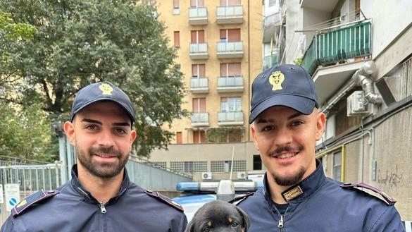 Cucciolo di due mesi maltrattato. Padrone denunciato dalla polizia