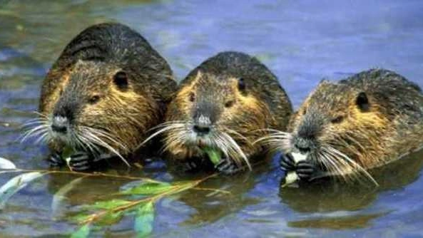 Nutrie, muovendosi in barca è più facile individuare le tane