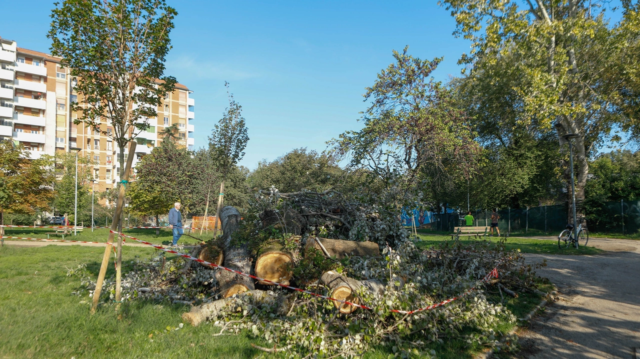 L'albero caduto nel giardino scolastico della scuola dell’infanzia Gastone Rossi all'interno del parco della Lunetta Gamberini (foto Schicchi)