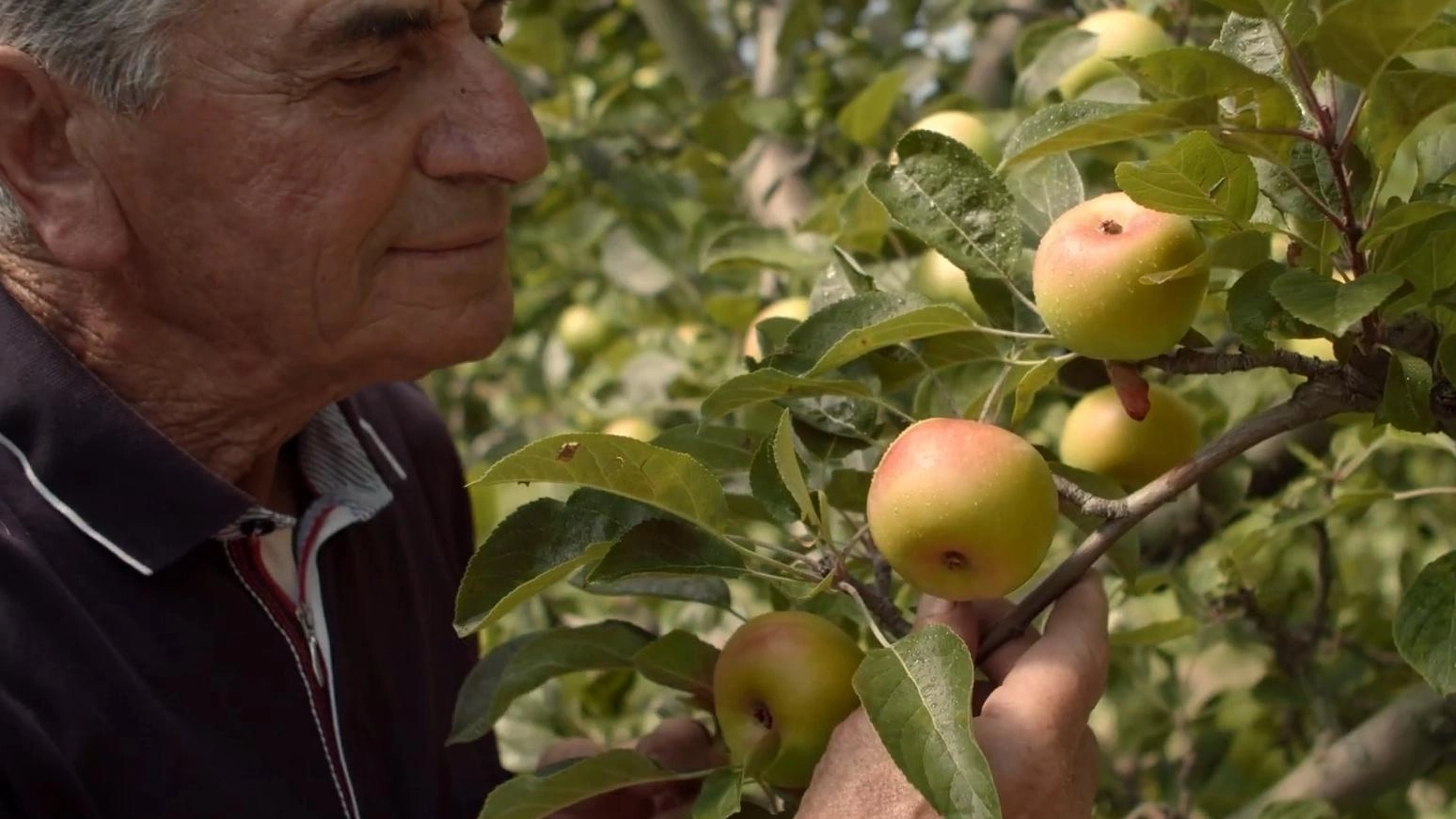 I monti Sibillini si tingono di rosa per celebrare la prelibata mela