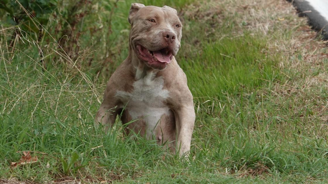 Morsa alla testa dal pitbull del fidanzato