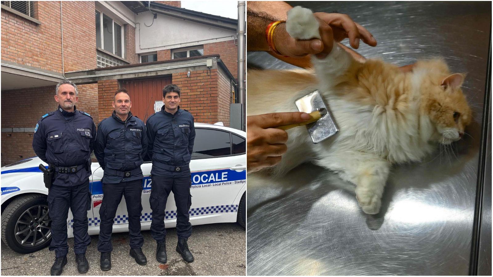 Blackout in una clinica veterinaria durante gli interventi, salvati cani e gatti