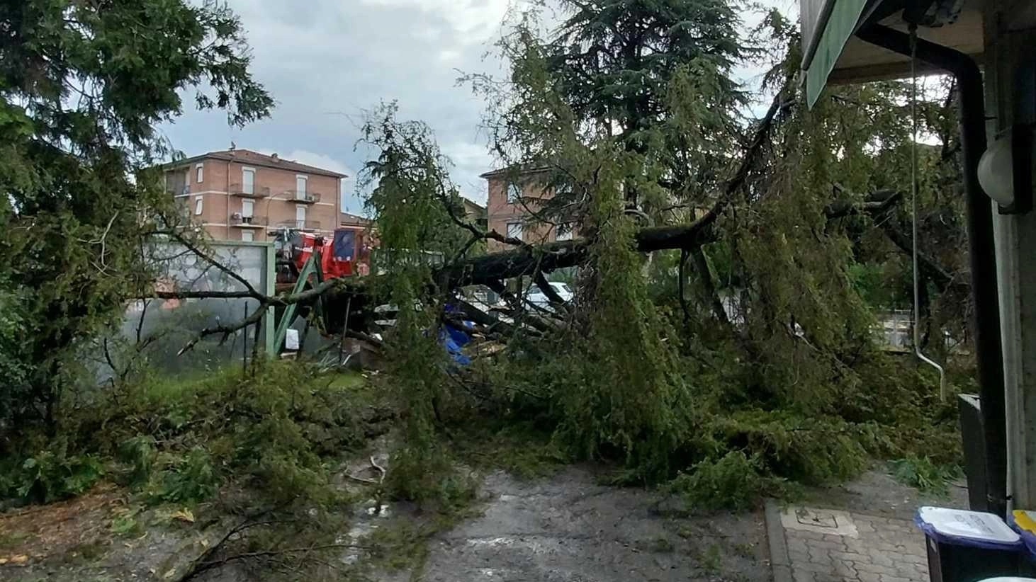 Crolla un cedro a Rivalta nel cortile della scuola: "Fortuna era chiusa"