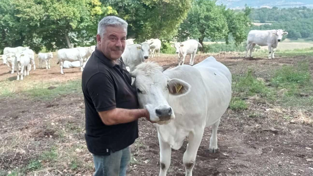 L’allarme di Coldiretti e allevatori per l’avvistamento di branchi sulla prima collina e anche vicino ai centri abitati: "Gli animali spariscono quasi settimanalmente e avere i rimborsi è sempre più difficile".