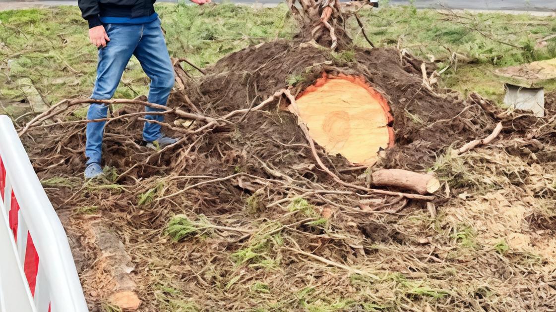 Alberi abbattuti dopo la paura: "Serve manutenzione costante"