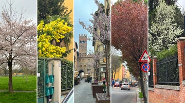 Primavera 2024, alberi in fiore: dove vederli a Bologna. “La nuova stagione è arrivata in anticipo”