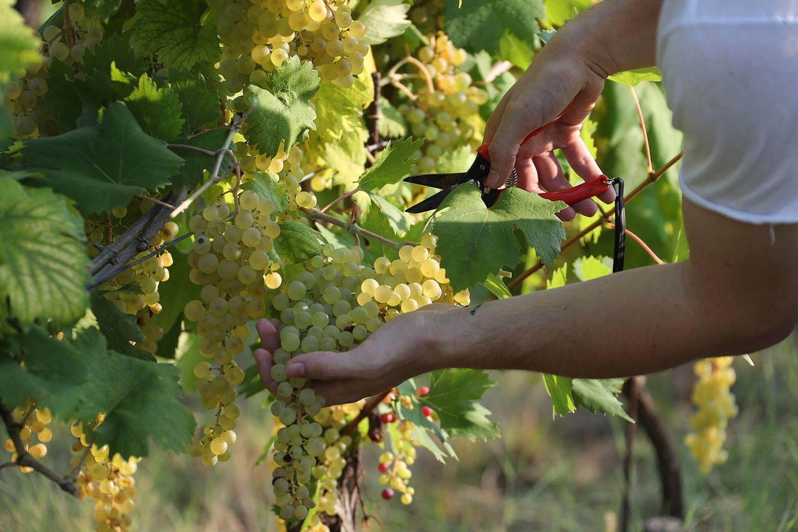 Fermo, ultimi giorni di vendemmia. Ripresa dopo il disastroso 2023: “Ora uve sane e abbondanti”