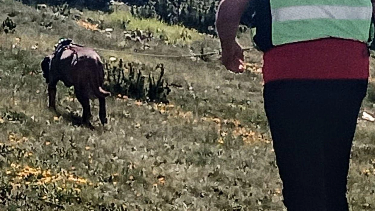 Riccardo avvistato anche a Pesaro. Sospesa la ricerca alla gola del Furlo. Per trovarlo, in campo il cane Penny