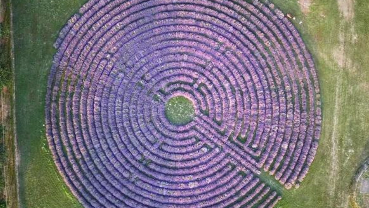 Il labirinto di lavanda più grande d’Italia è in Veneto