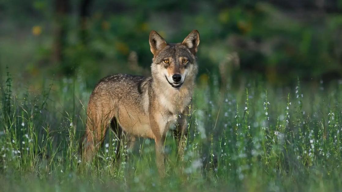 I lupi della foce del Bevano, incontro ravvicinato in pineta: habitat perfetto (a parte l’uomo)