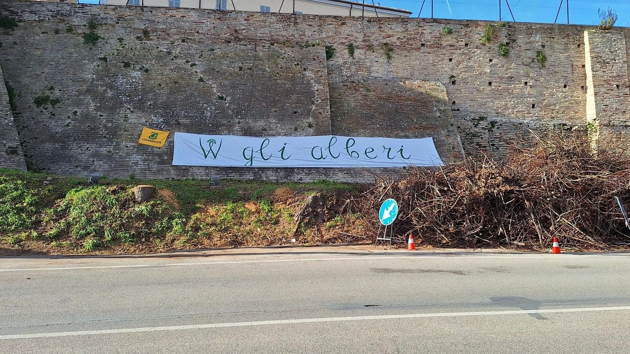 Era stato affisso dopo il taglio delle piante in via Crollalanza, la rabbia di Legambiente