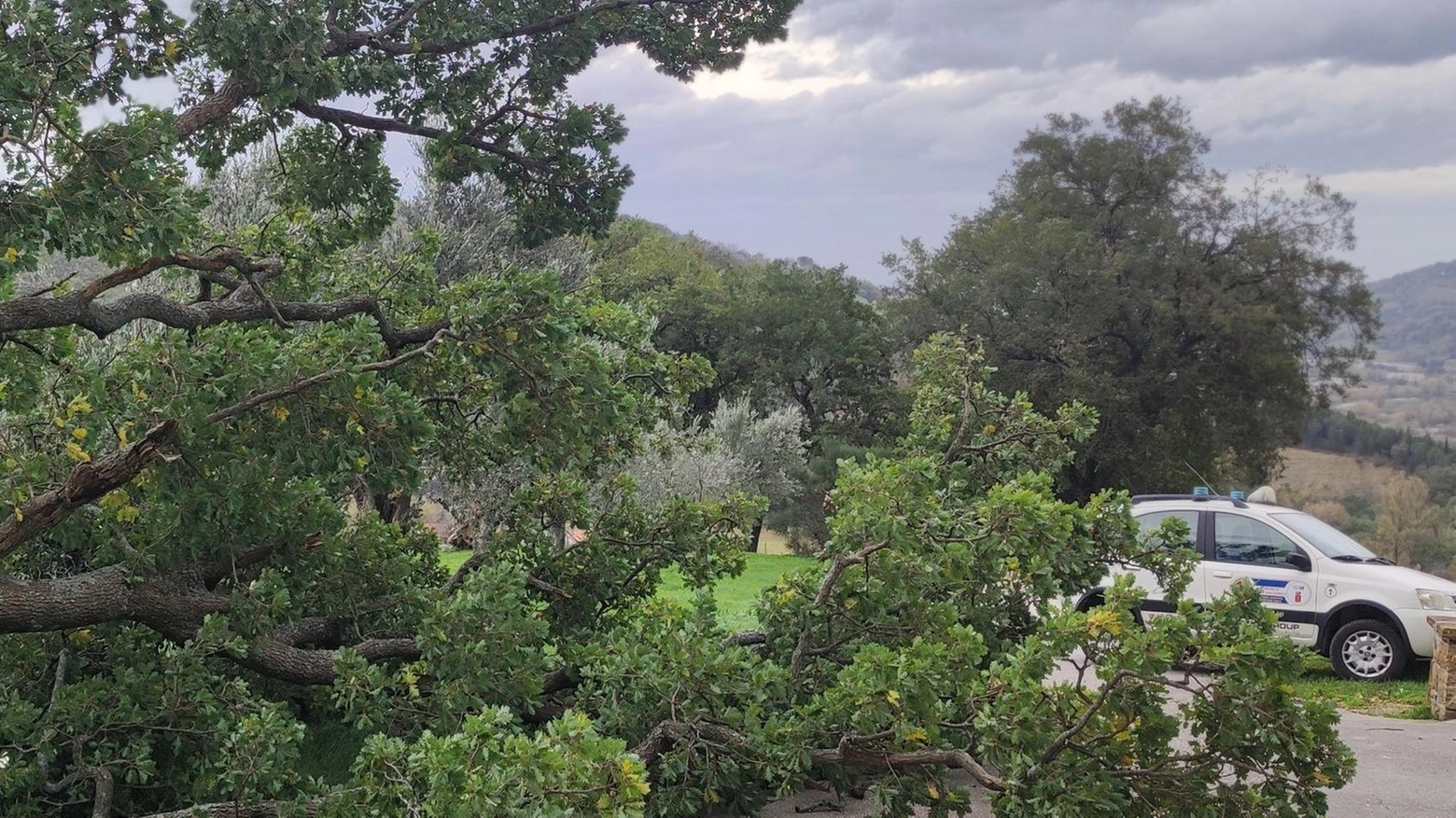 Alberi caduti in strada: tanti interventi