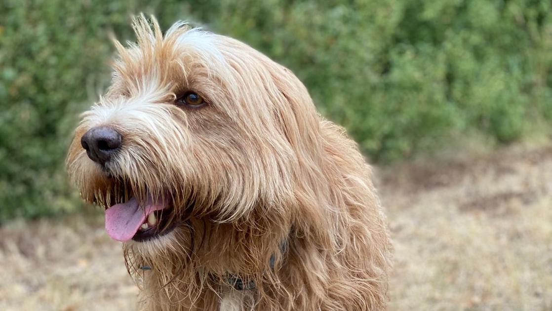 Cane ucciso con una fucilata, il corpo nascosto fra i cespugli