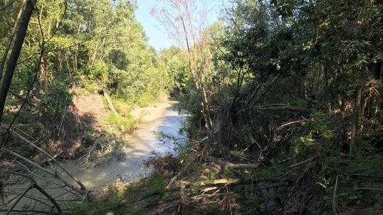 La selva lungo l’area golenale del Sillaro in un trato vicino a quello dove il fiume è tracimato