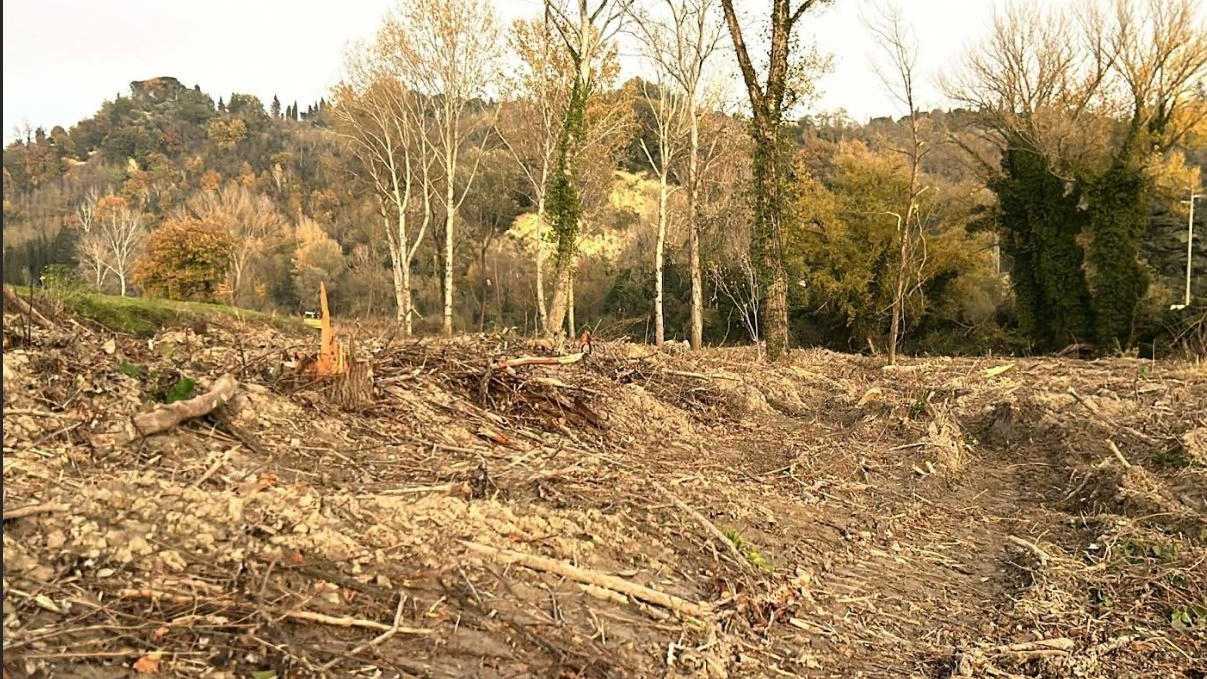 Uno scorcio della vegetazione abbattuta lungo la sponda del Savio in via Roversano