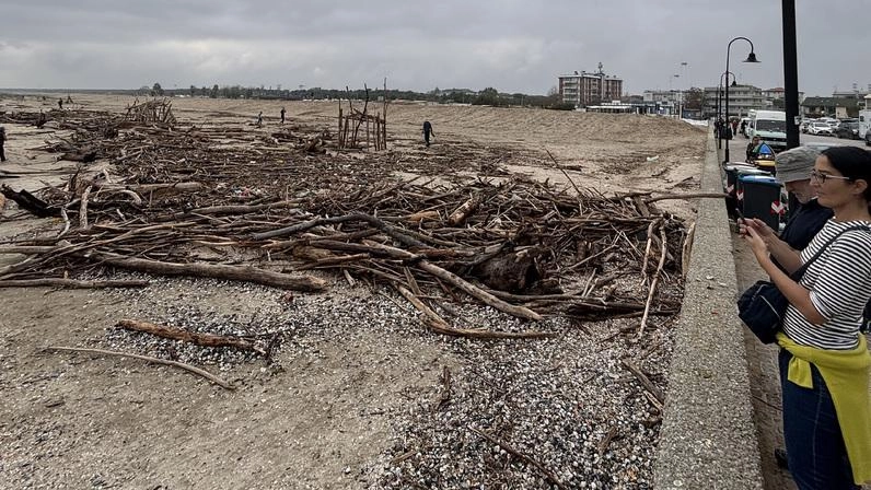 Tronchi sulla spiaggia: "Vanno rimossi da Hera. Inviata una segnalazione"