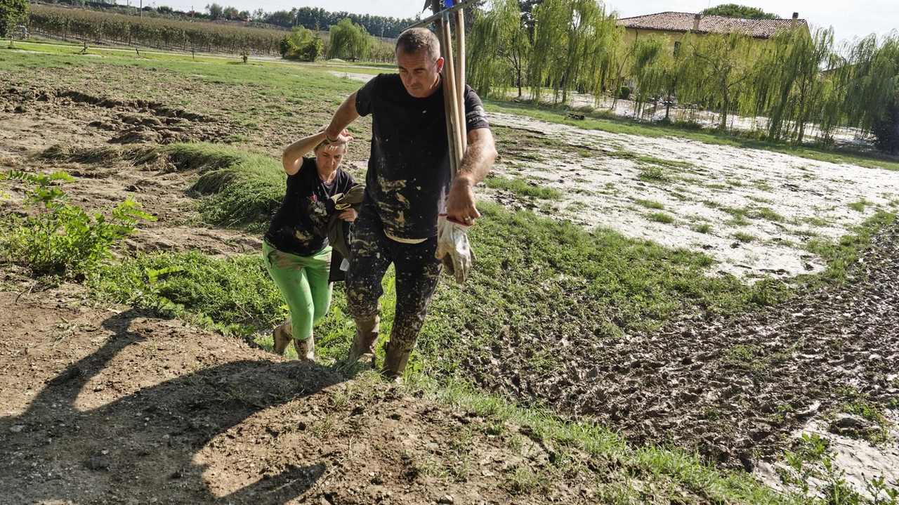 A rischio il 30% della produzione di grano e orzo. Le associazioni di categoria: servono aiuti immediati