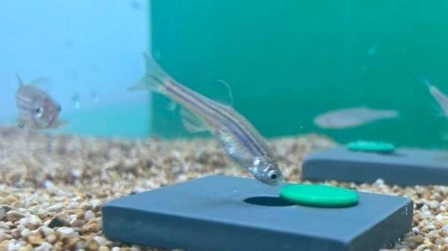 L’analisi del laboratorio di biologia comportamentale del Dipartimento di scienze della vita "Gli zebrafish evitano situazioni complesse ma sono in grado di imparare molto velocemente".