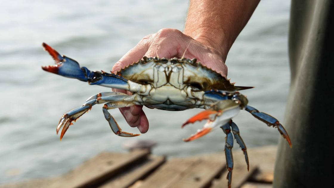 Granchio blu amaro? Colpa di un parassita: il 97% degli esemplari in Emilia Romagna è infetto