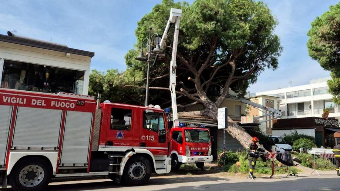 Grosso albero cade sopra una casa e due negozi a Cesenatico